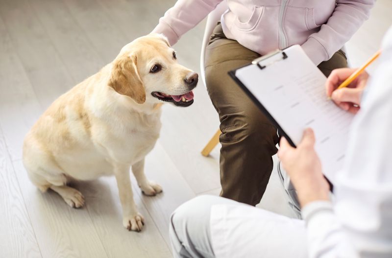 Dog being examined by a veterinarian for possible Addison’s disease