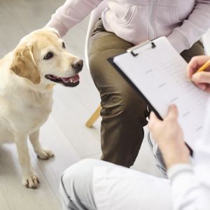 Addison’s disease in dogs and cats: symptoms, diagnosis and treatment Dog being examined by a veterinarian for possible Addison’s disease