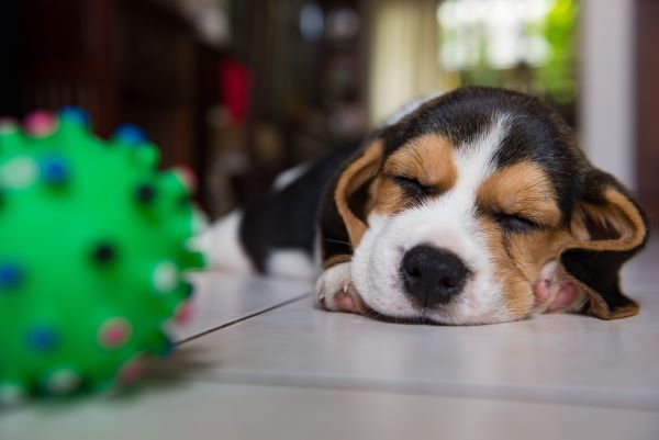 A Beagle puppy lies asleep on the tiled floor after playing with a ball toy