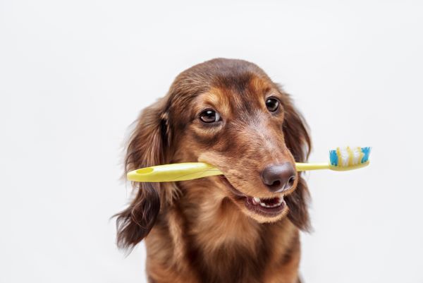 Dachshund dog with a toothbrush on a light background