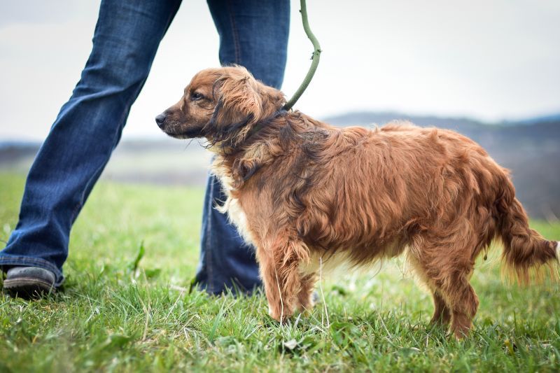 Shaggy brown dog standing still during outdoor walking