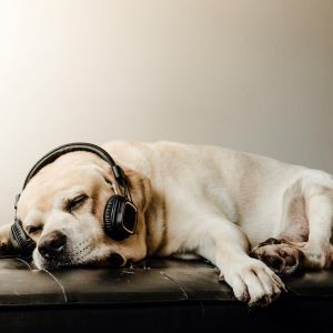 Best calming music for dogs Spotify Bow Wow Meow