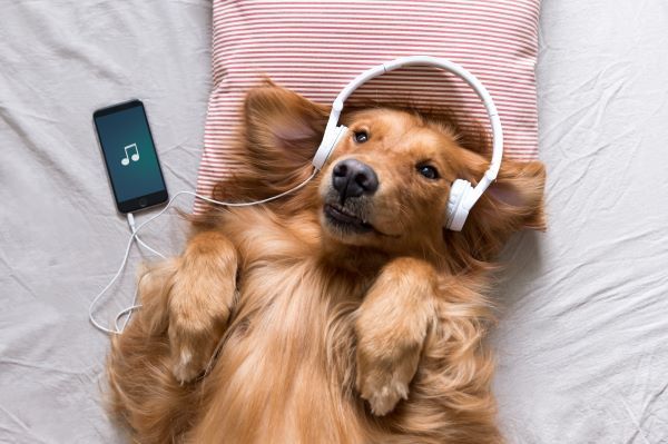 Best calming music for dogs Bow Wow Meow