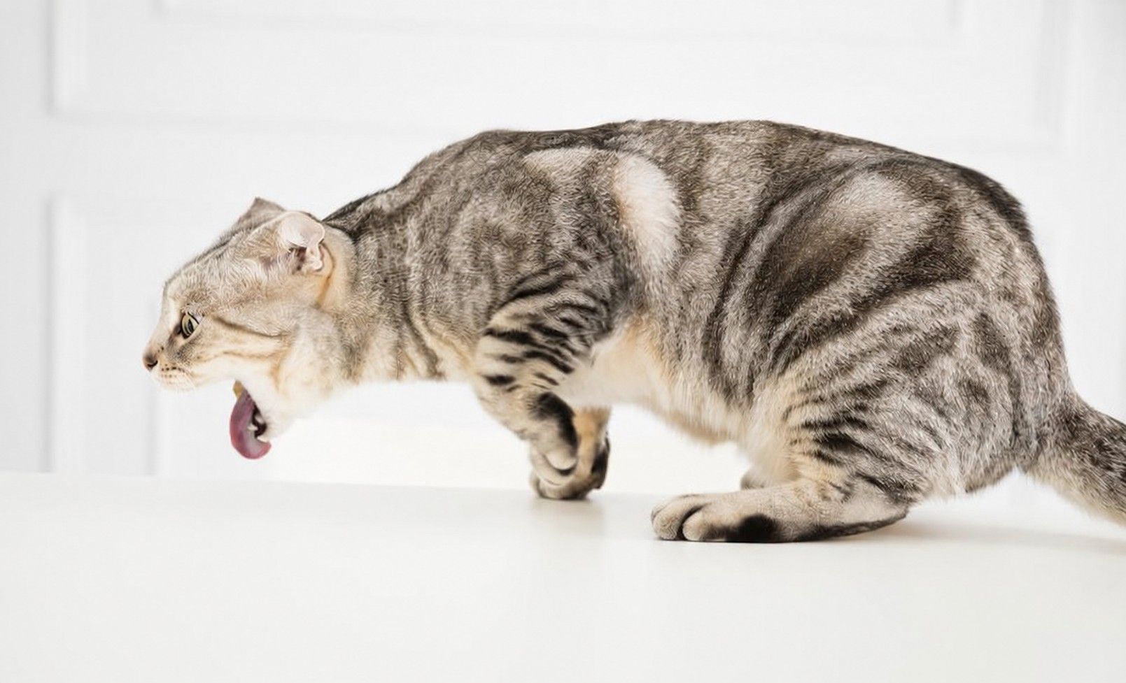 A cat is retching a hairball or about to vomit it up 