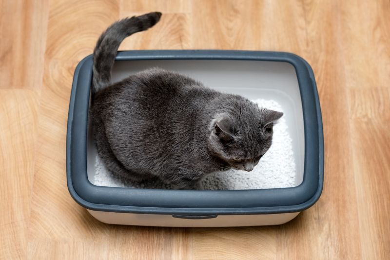 Grey Russian Blue cat using litter box