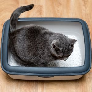 Cat using toilet, cat in litter box, for pooping or urinate 300