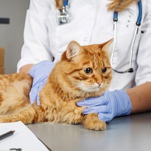 Veterinarian examining a ginger cat on a clinic examination table.