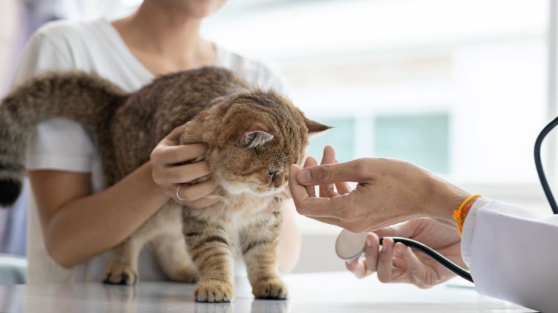 The cat owner is bringing his cat to the vet for a checkup so that the vet can diagnose the illness and treat his cat