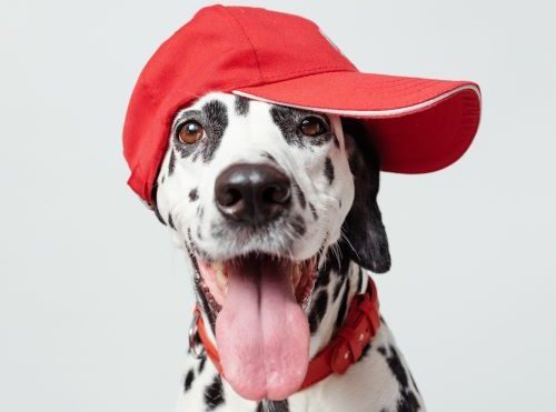 Dalmatian dog breed Bow Wow Meow Pet Insurance