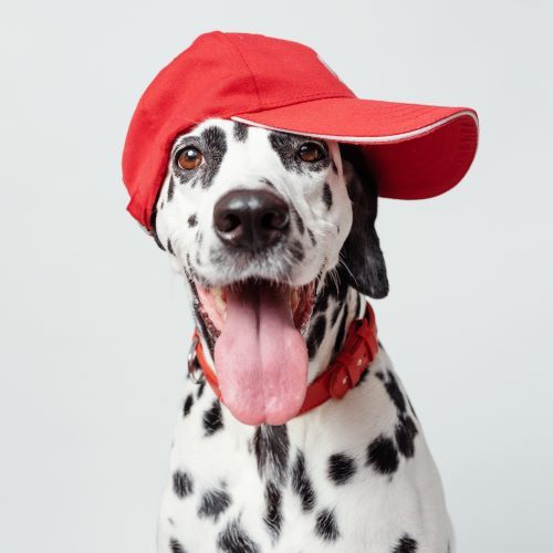 Top boy dog names, top boy puppy names, top girl dog names, top girl puppy names Bow Wow Meow Pet Insurance