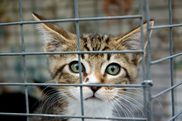Adopting a stray cat do's and don'ts Bow Wow Meow