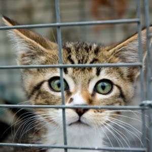 Adopting a stray cat – do’s and don’ts Adopting a stray cat do's and don'ts Bow Wow Meow