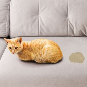 Feline Lower Urinary Tract Disease (FLUTD) Cat health, cat care, pet health, pet care, Feline lower urinary tract disease (FLUTD). Urinary tract in cats. Bow Wow Meow Pet Insurance