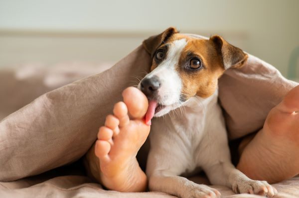 Why does my dog lick my feet? Bow Wow Meow Pet Insurance