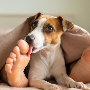 Why does my dog lick my feet? Bow Wow Meow Pet Insurance