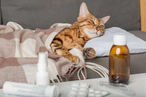 Cat health, cat care, cat illness, cat vet treatment Bow Wow Meow Pet Insurance