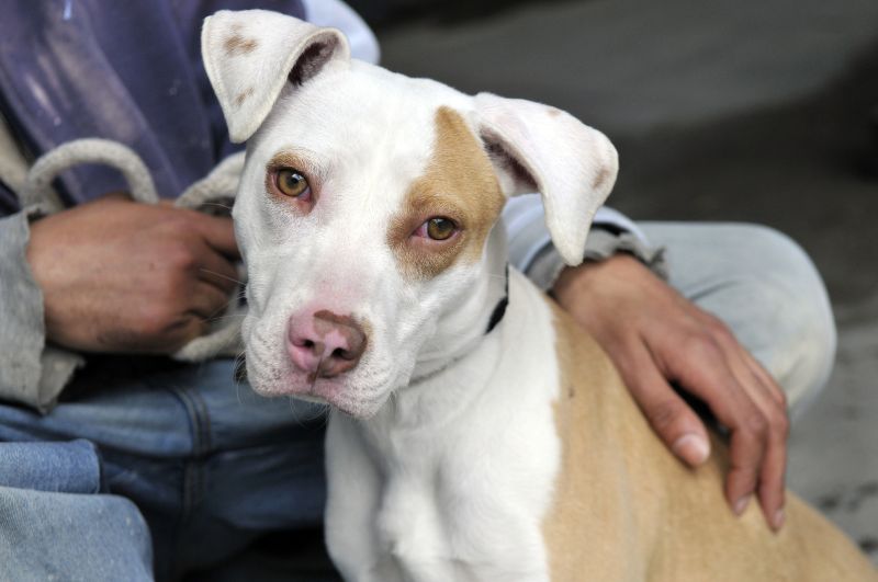 Newly adopted rescue dog spending time with its owner