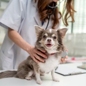shutterstock_2665483935_sq 300 female veterinarian examine Chihuahua puppy in veterinary clinic