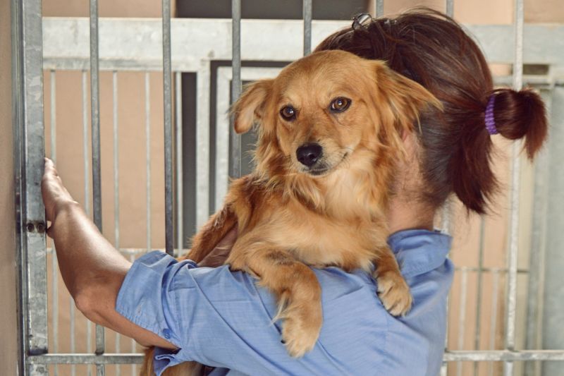 Rescue dog being cared for at an animal shelter before adoption