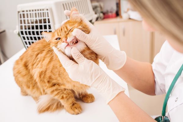 Cat dental disease cat health conditions Bow Wow Meow