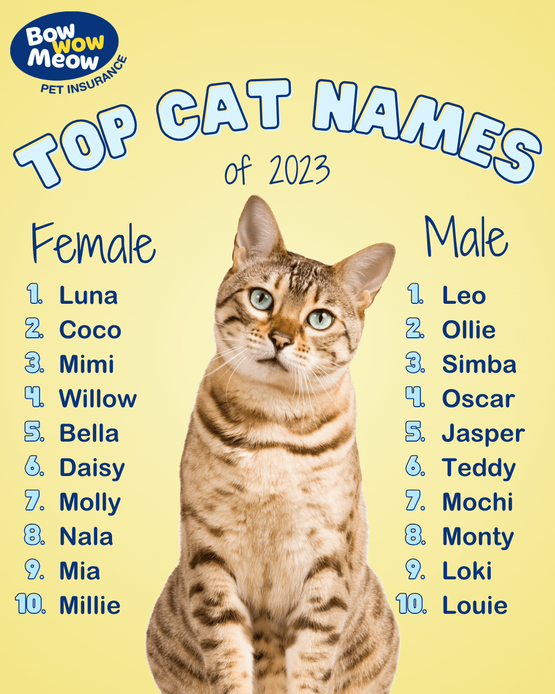 Cat Names - Bow Wow Meow Pet Insurance