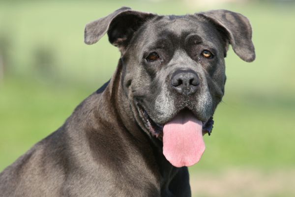 Black cane corso dog looking at the camera with its tongue sticking out