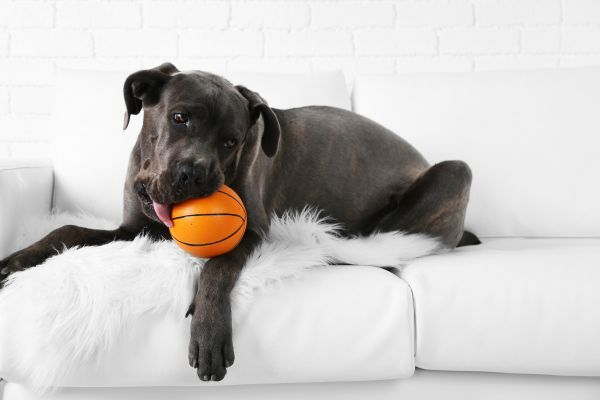 Cane Corso Dog Playing with an orange Ball on the Sofa