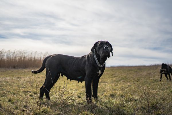 Female Cane Corso standing in the outdoors