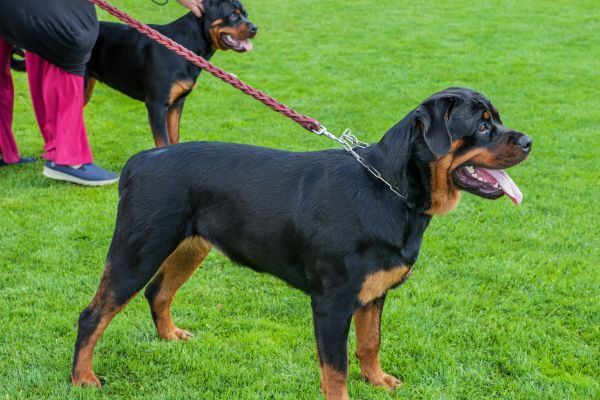 Italian Cane Corso dogs on the lead outside