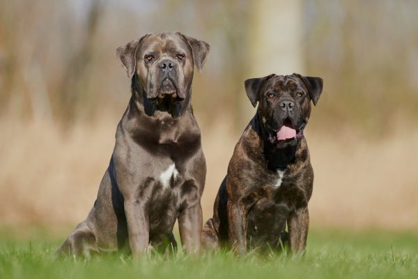 Two Cane Corsos sit together on the grass