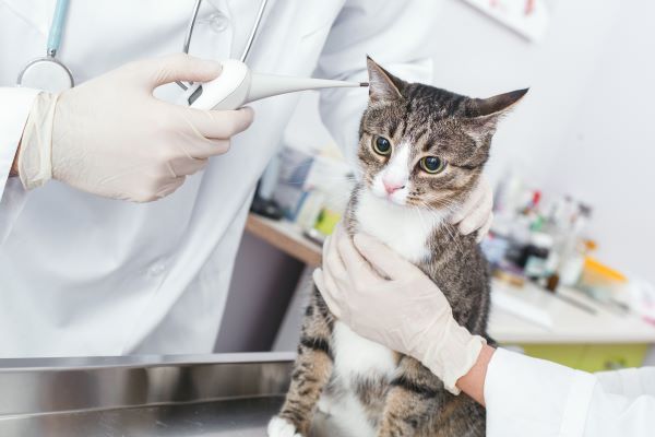 Sick cat at vet clinic is measured by electronic thermometer