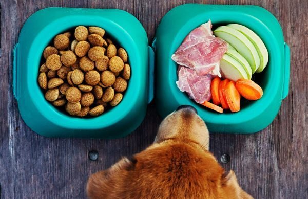 Why does my dog eat poop? Bow Wow Meow Pet Insurance