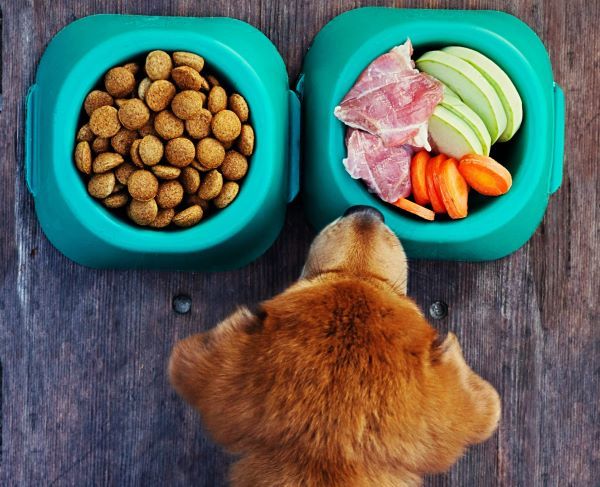 Homemade diets for dogs Bow Wow Meow