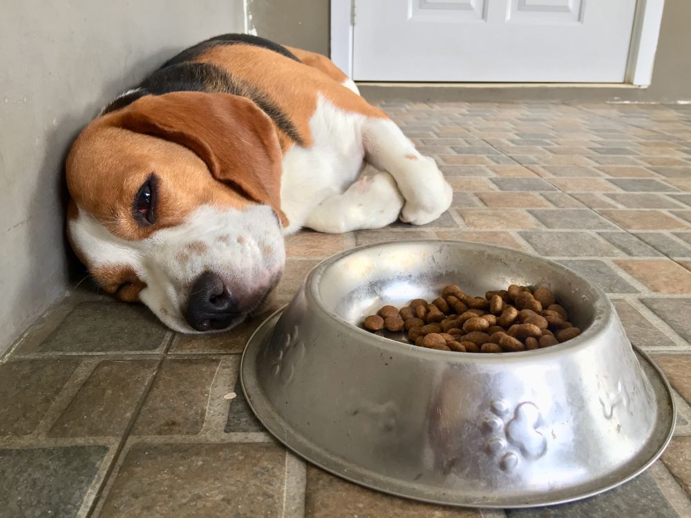 Homemade diets for dogs Bow Wow Meow
