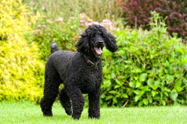Black Standard Poodle standing outdoors on the grass