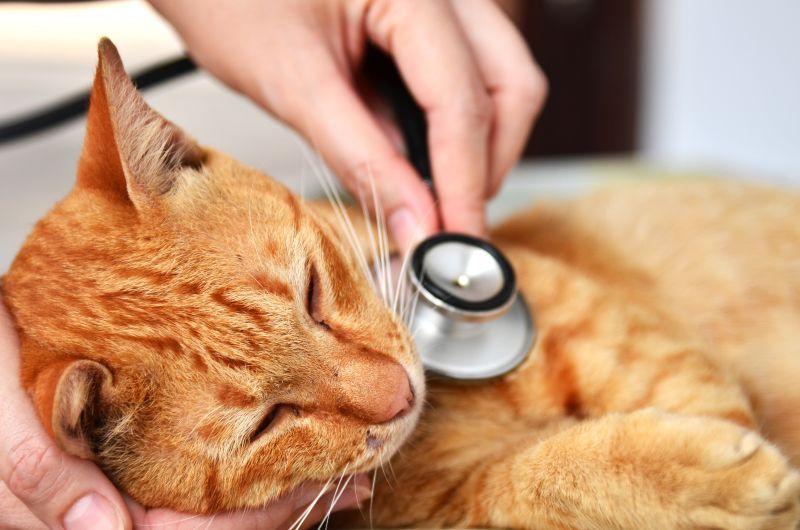 Veterinarian examining a cat with a stethoscope