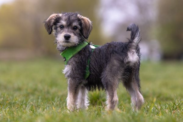 Schnoodle dog breed Bow Wow Meow