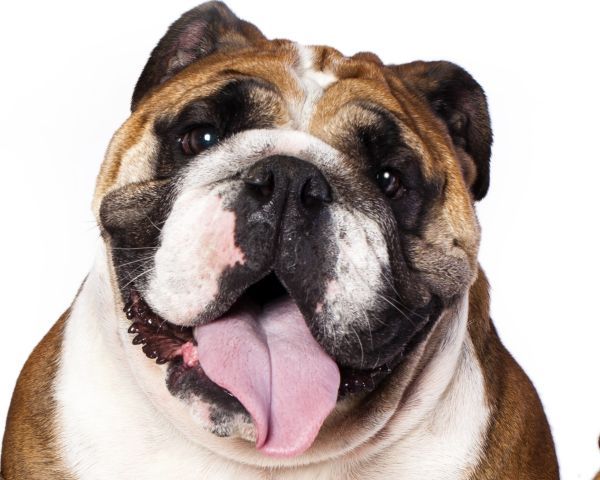Cute, happy British Bulldog face with tongue hanging out