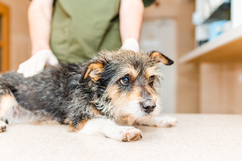Veterinarian examining an old dog at the exam table.vet checking the health of a sick pet at the vet clinic for possible pancreatitis in dogs