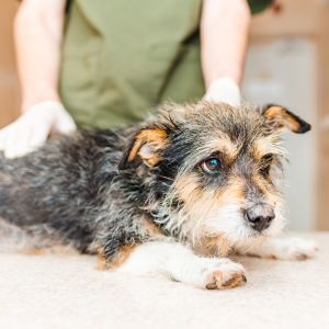 Veterinarian examining an old dog at the exam table.vet checking the health of a sick pet at the vet clinic for possible pancreatitis in dogs