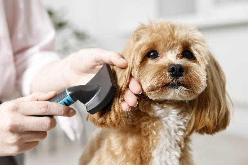 Woman brushing cute brown dog's hair with grooming brush