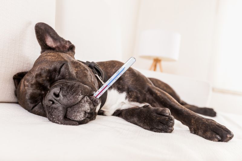 French bulldog dog is feeling very sick and ill with temperature , thermometer in mouth showing fever