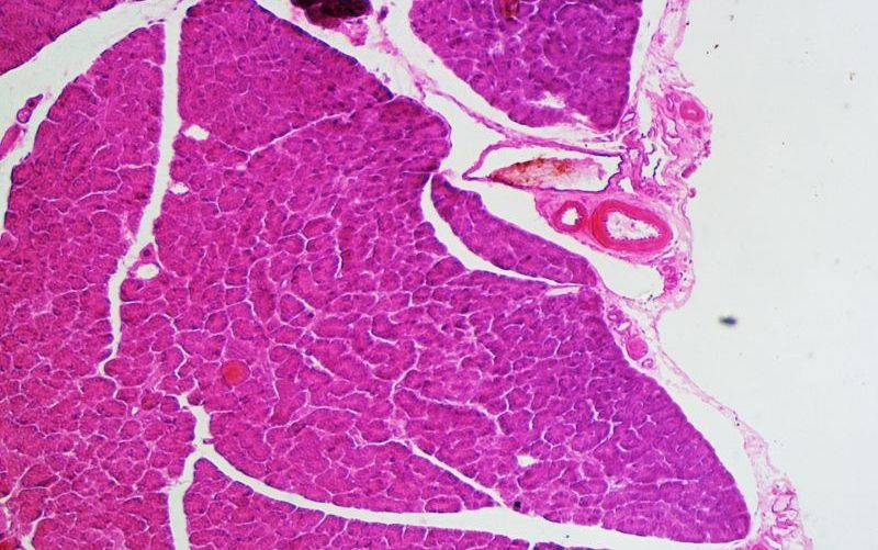 Dog Pancreas under Microscope