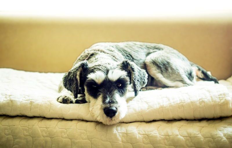 A black and white schnauzer lies on a cream blanket and looks towards the camera