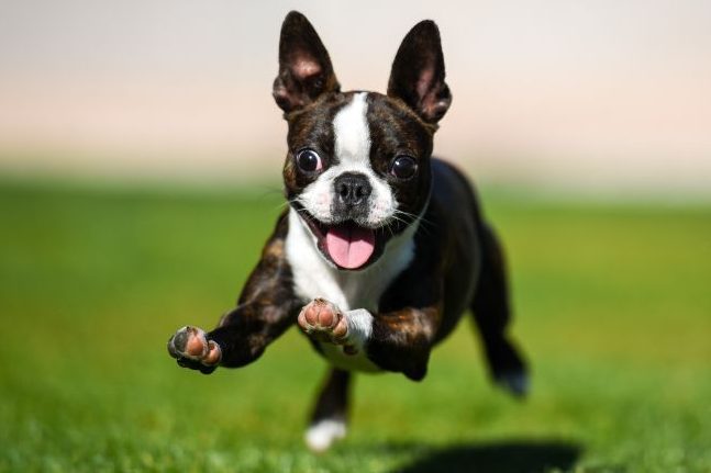 Boston terrier puppy running through the yard