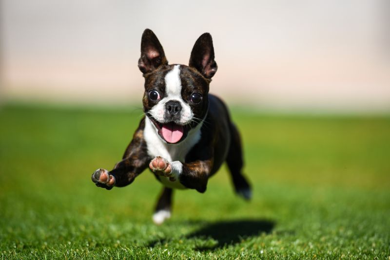 Boston terrier puppy running through the yard