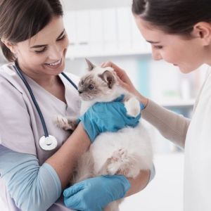 FIV in cats: symptoms, testing, treatment and prevention shutterstock_580163950_sq 300 Smiling professional veterinarian holding a beautiful cat after examination