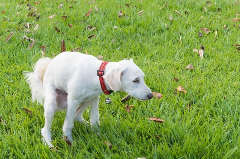 White dog with red collar straining to defacate on the grass, possibly because of dog constipation