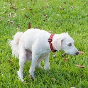 Dog Constipation White dog with red collar straining to defacate on the grass, possibly because of dog constipation