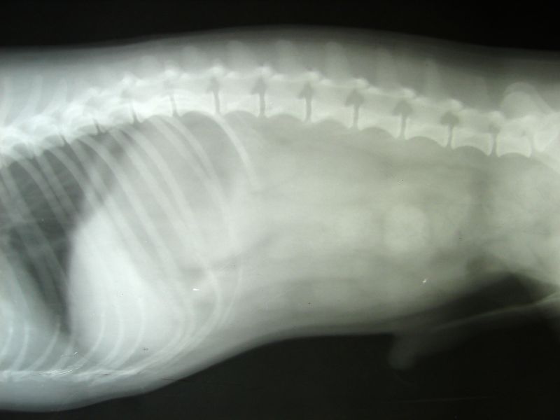 X-ray of constipation in abdominal cavity of dog